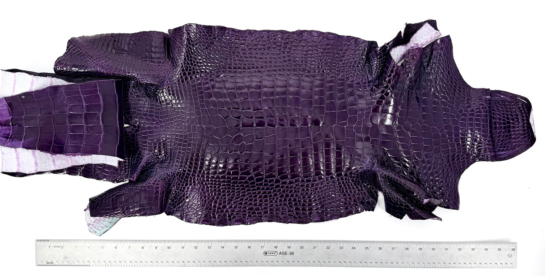 Glazed Wild American Alligator in Purple | 38 cm
