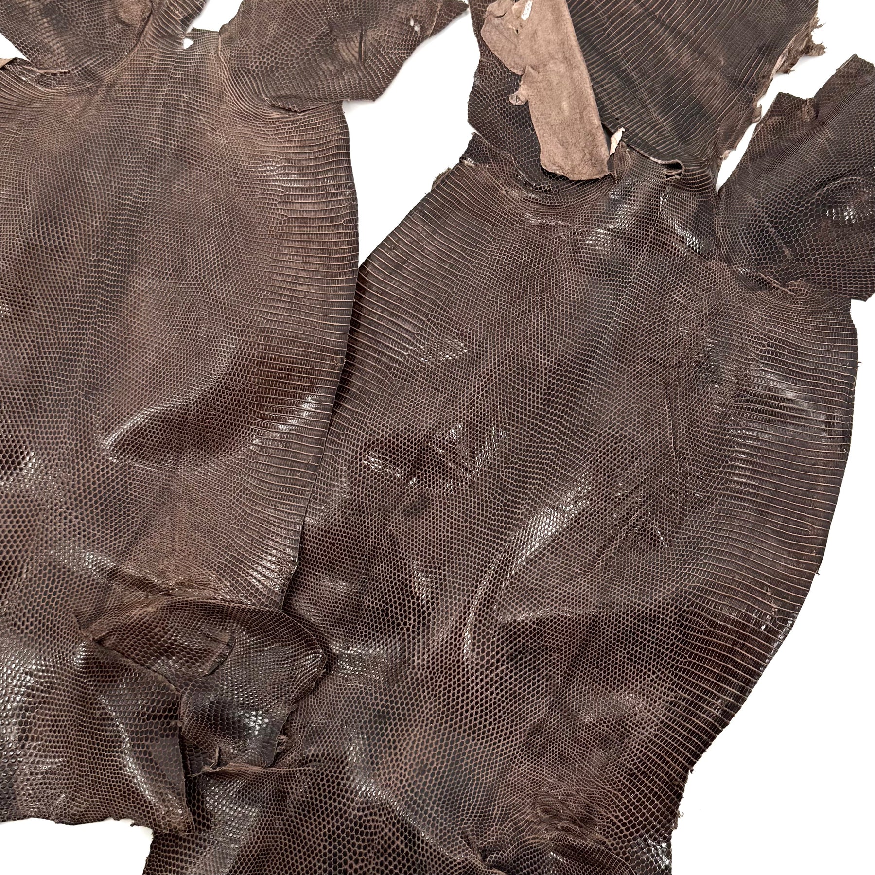 Pack of 3 Glazed Brown Lizard Skin Grade 2 | SALE