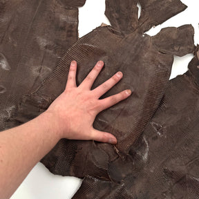 Pack of 3 Glazed Brown Lizard Skin Grade 2 | SALE