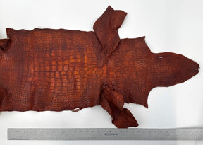 Wild American Alligator Hand Painted (Burnt Orange) | 38 cm