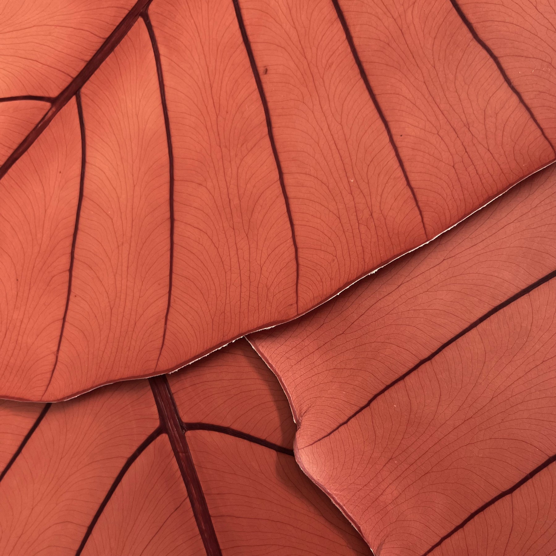 Leaf Leather | Chili