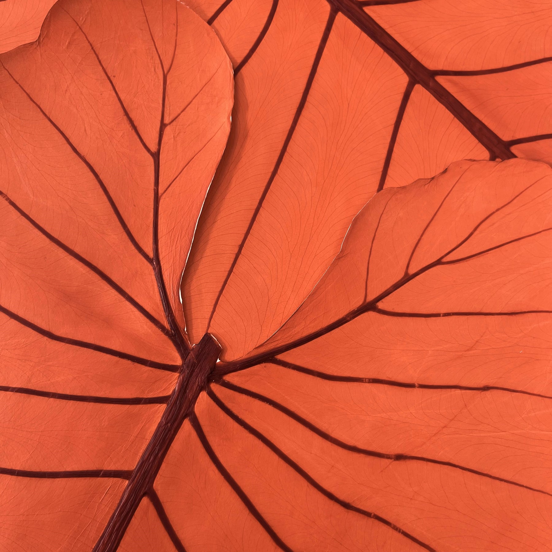 Leaf Leather | Coral