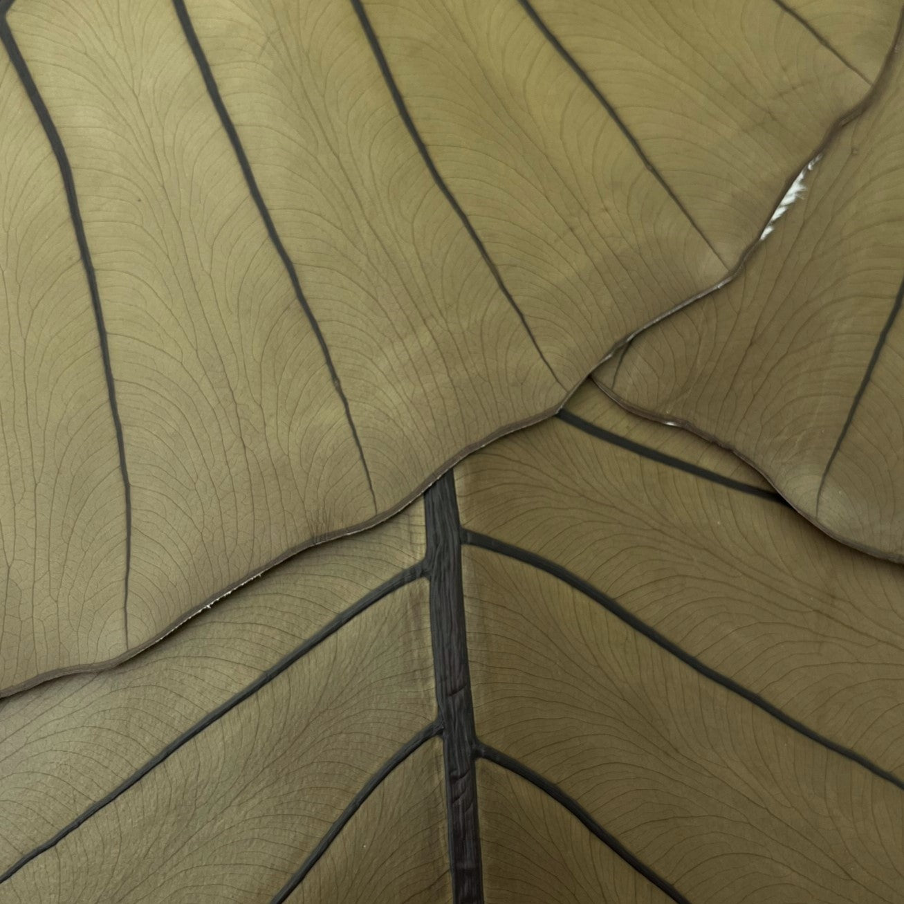 Leaf Leather | Olive