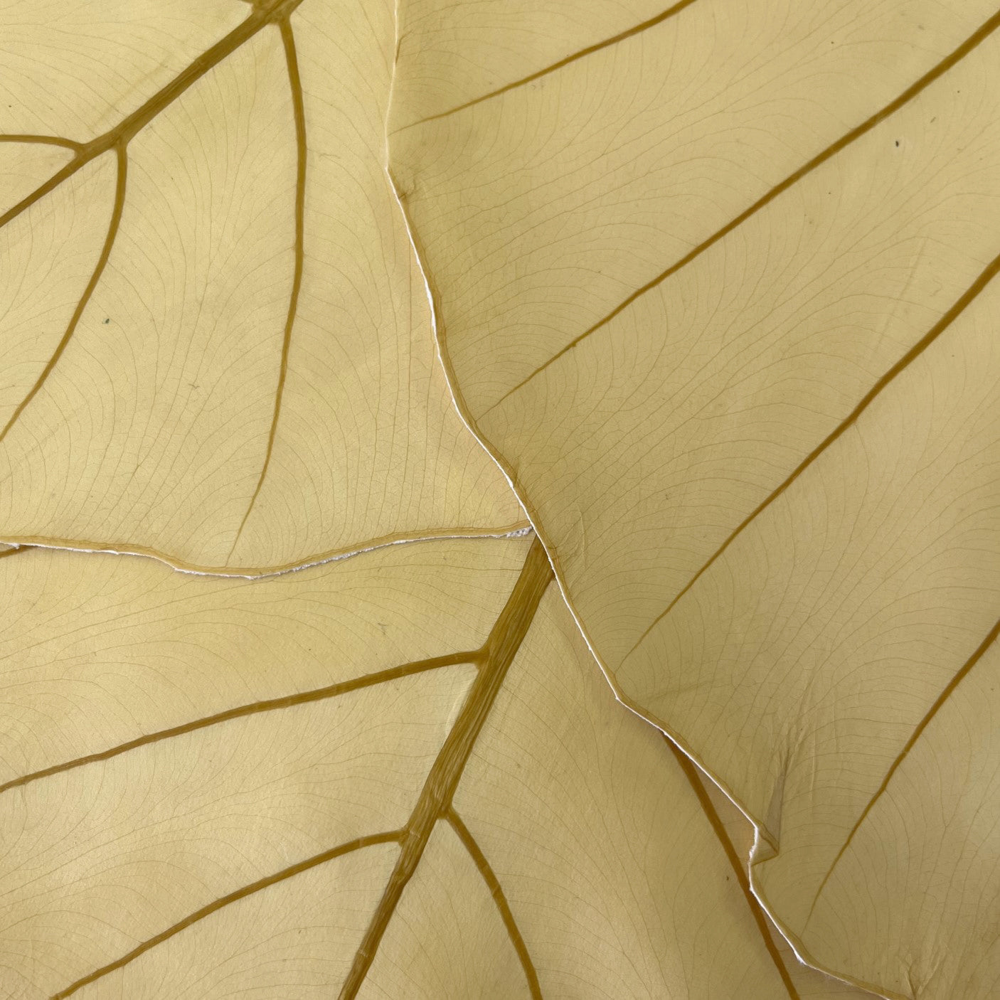 Leaf Leather | Natural