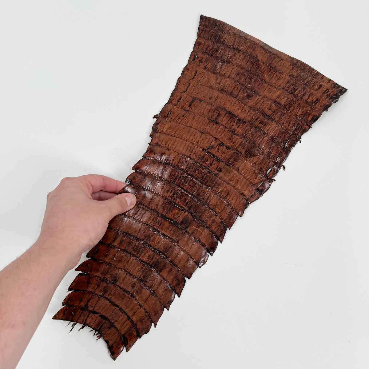 Individual Caiman Tails | SALE