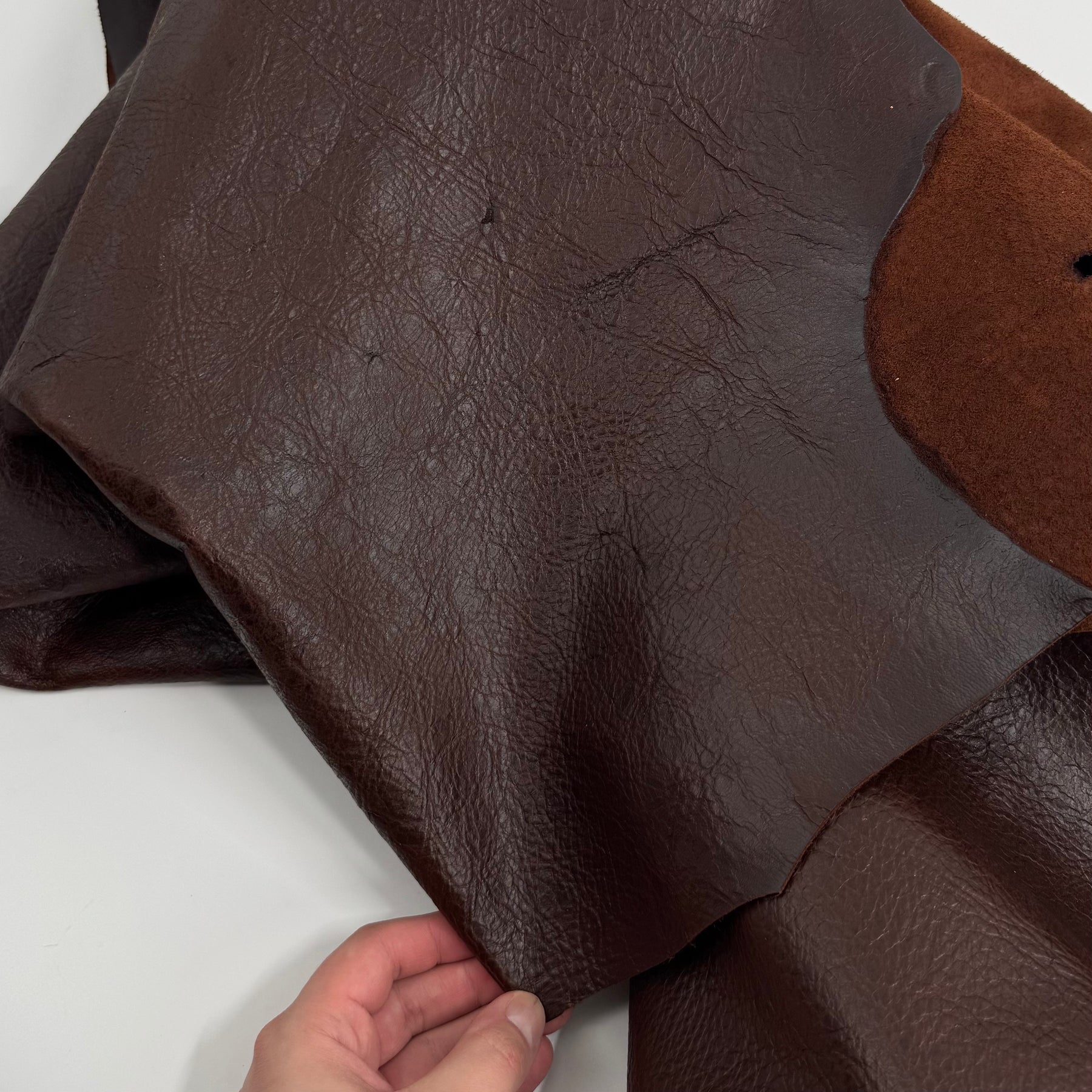 South African Oryx in Dark Rust Brown