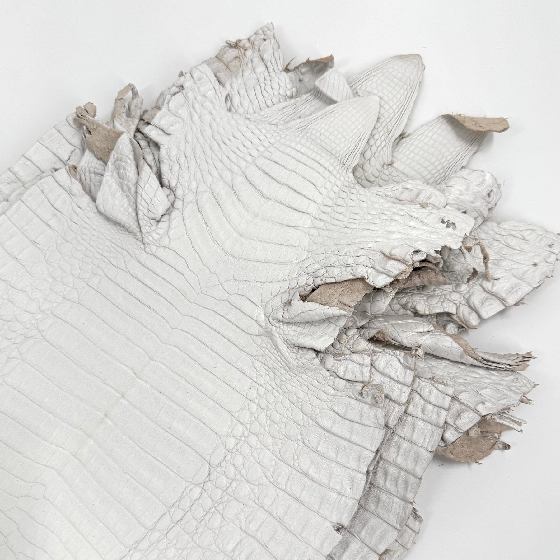 White Pigmented Caiman - Grade 2 & Grade 3 | Sale