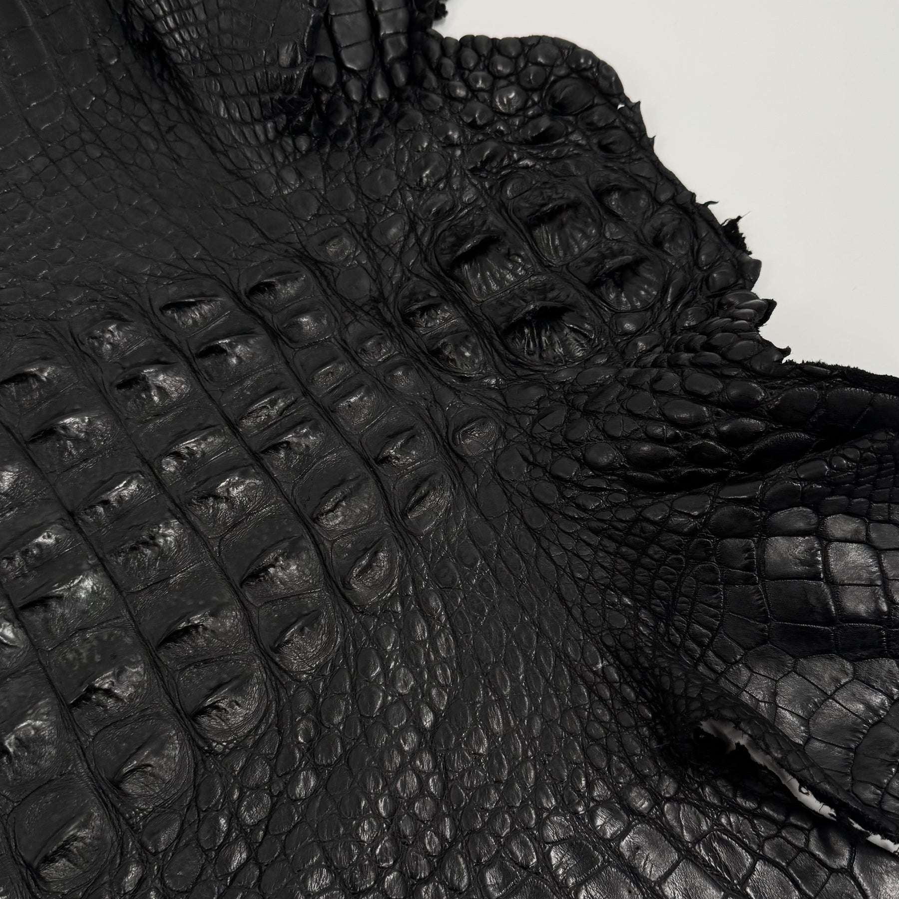 Exclusive Hornback Alligator in Black (56 cm) - Only 1 Available!