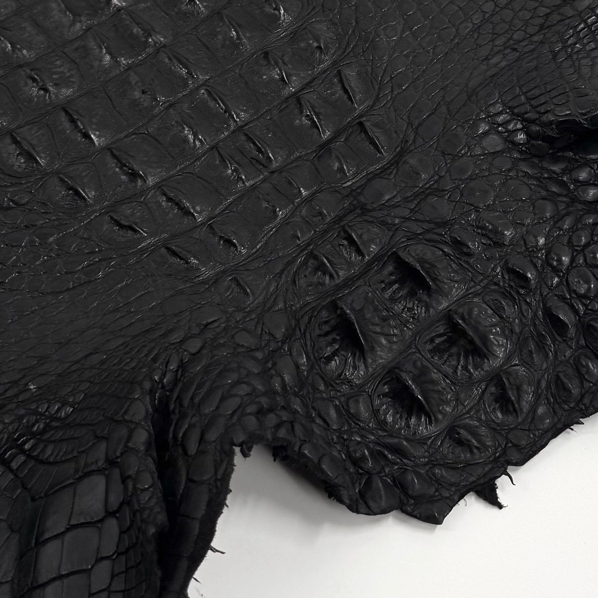 Exclusive Hornback Alligator in Black (56 cm) - Only 1 Available!