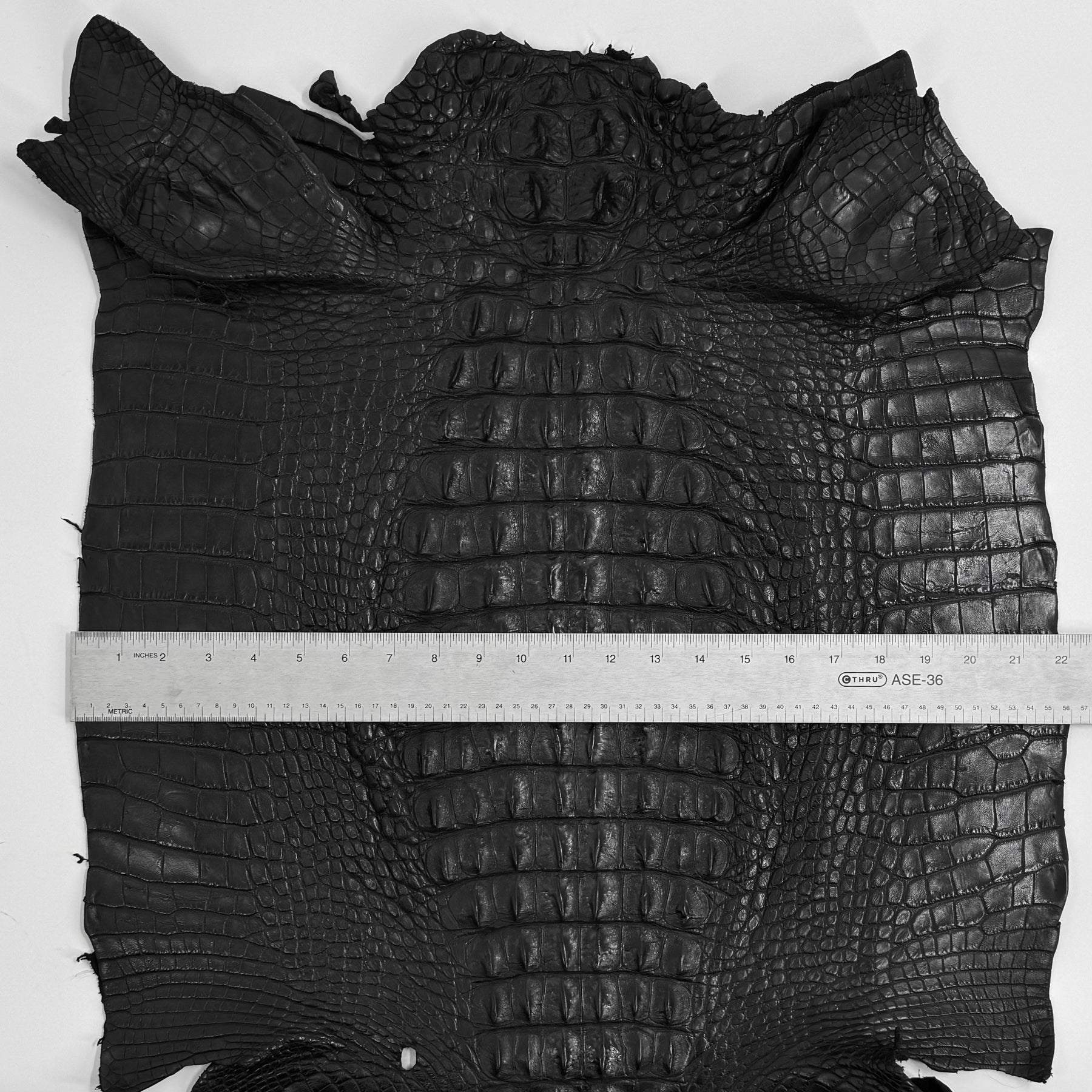 Exclusive Hornback Alligator in Black (56 cm) - Only 1 Available!