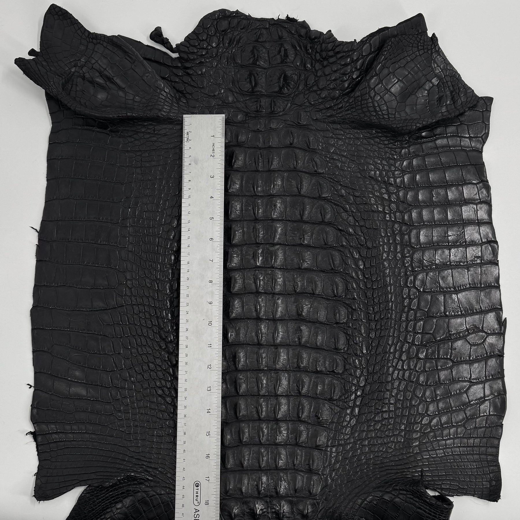 Exclusive Hornback Alligator in Black (56 cm) - Only 1 Available!