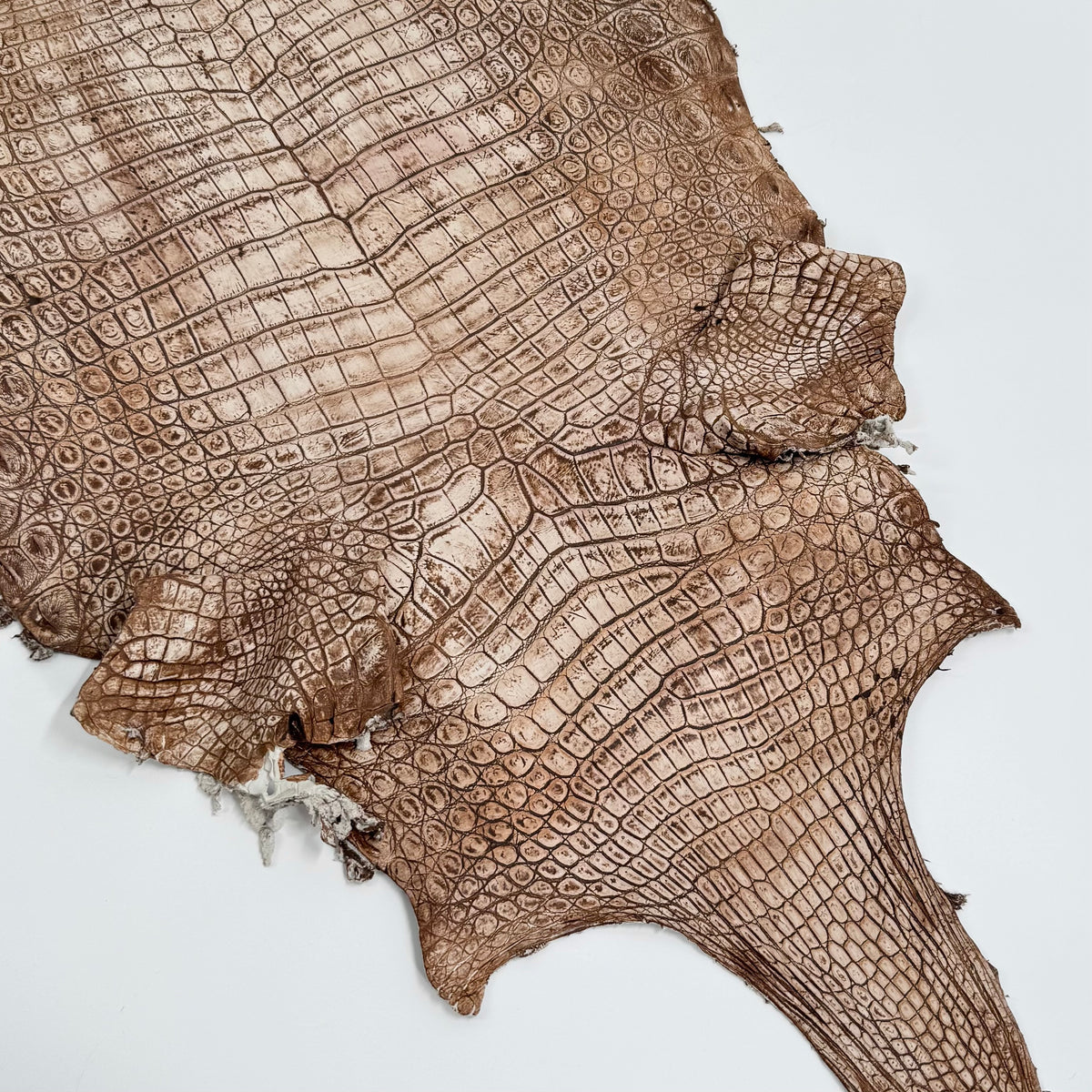30% OFF Large Nile Crocodile - Hand Painted "Cinnamon Beige" 45 cm | SALE