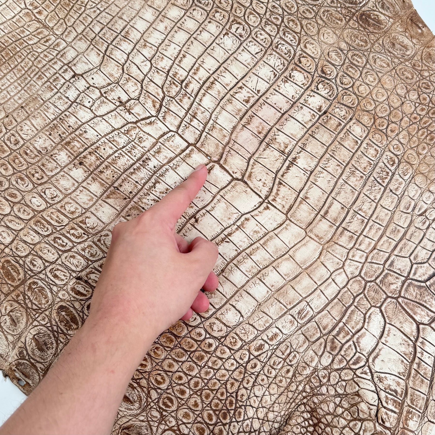 30% OFF Large Nile Crocodile - Hand Painted "Cinnamon Beige" 45 cm | SALE