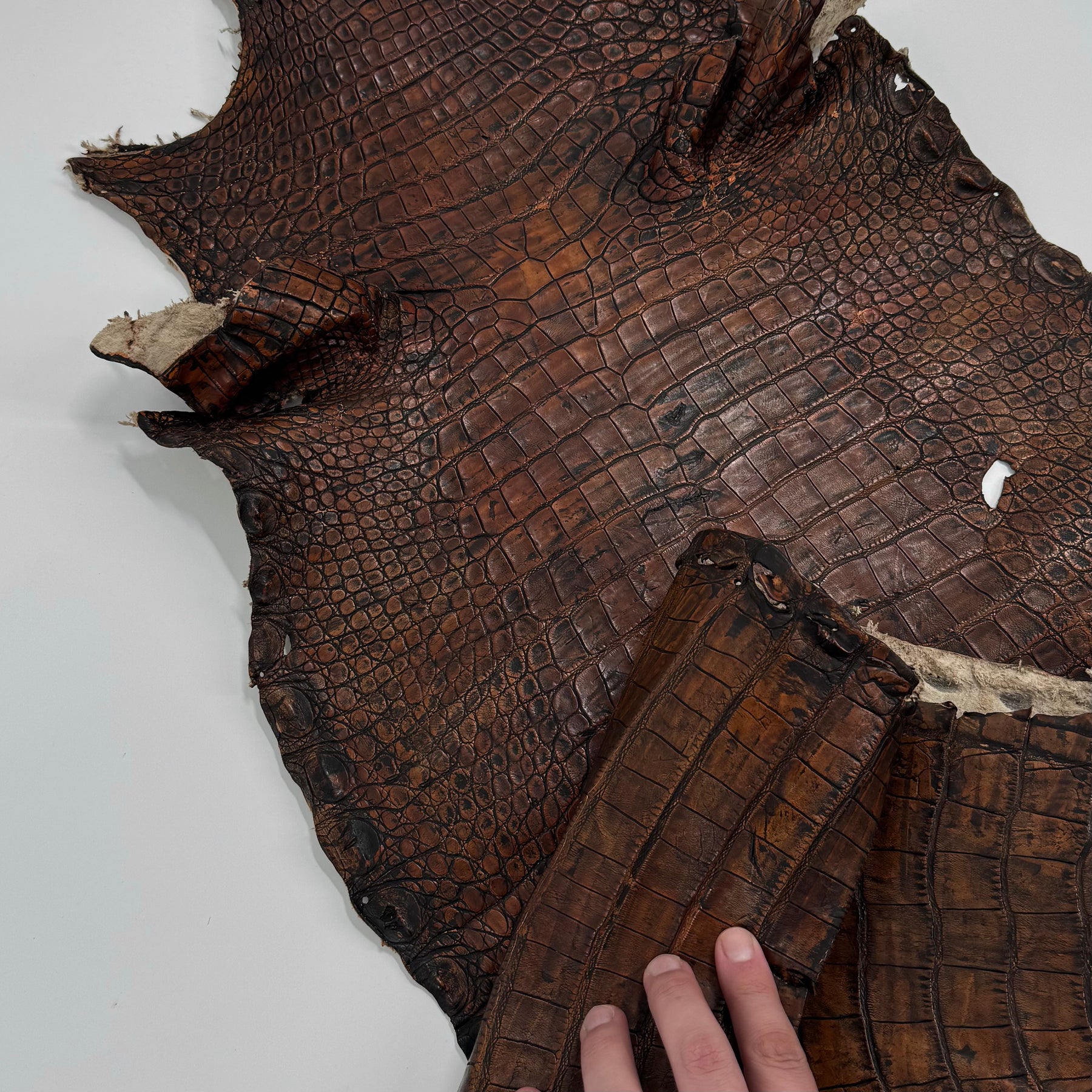 35% OFF | Wild American Alligator Grade 2 - 37 cm - Hand Painted "Walnut" | SALE