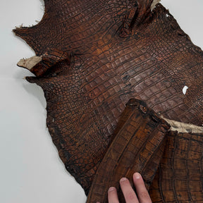35% OFF | Wild American Alligator Grade 2 - 37 cm - Hand Painted "Walnut" | SALE