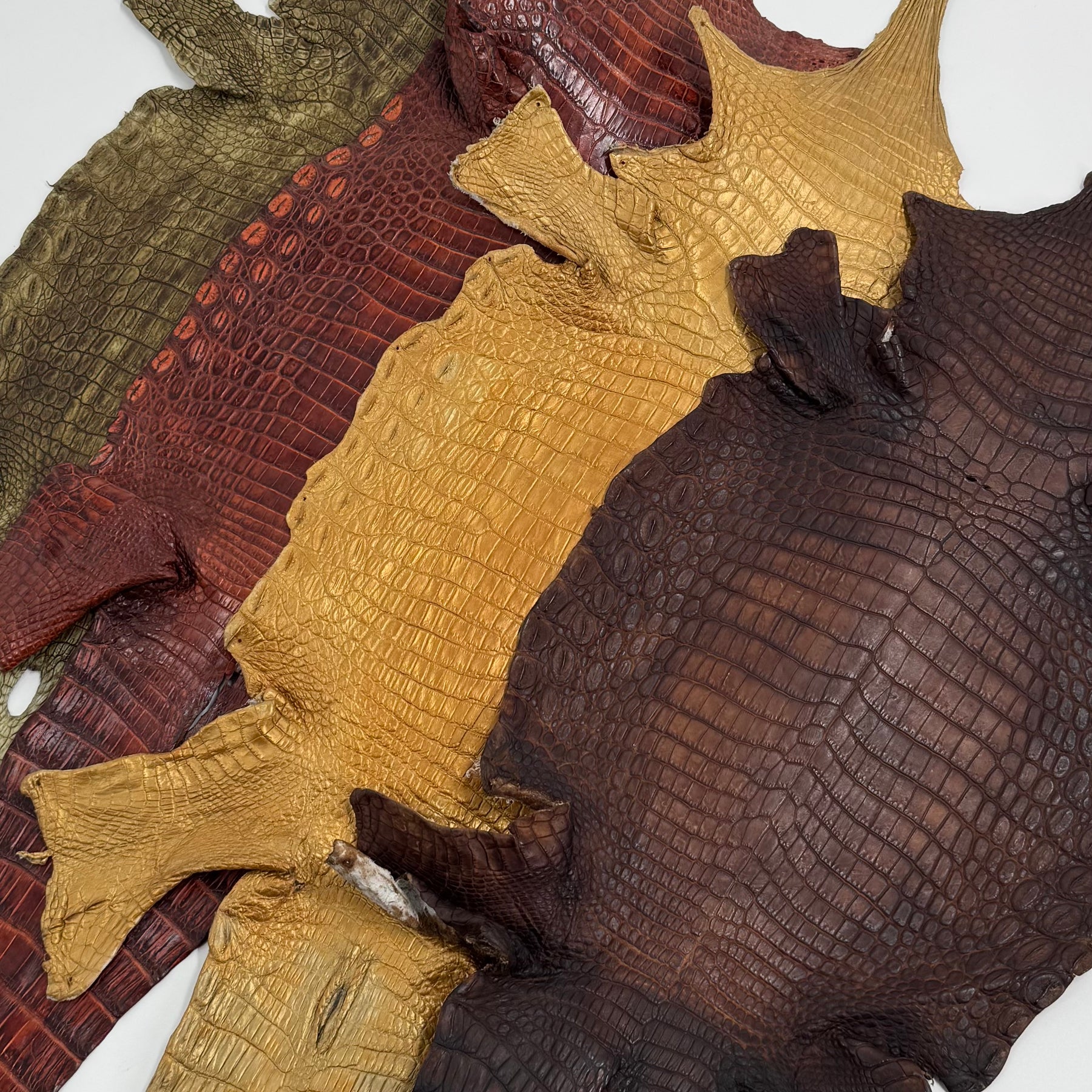 Buy 2, Get 20% OFF - Small Nile Crocodile - Only 4 available | SALE