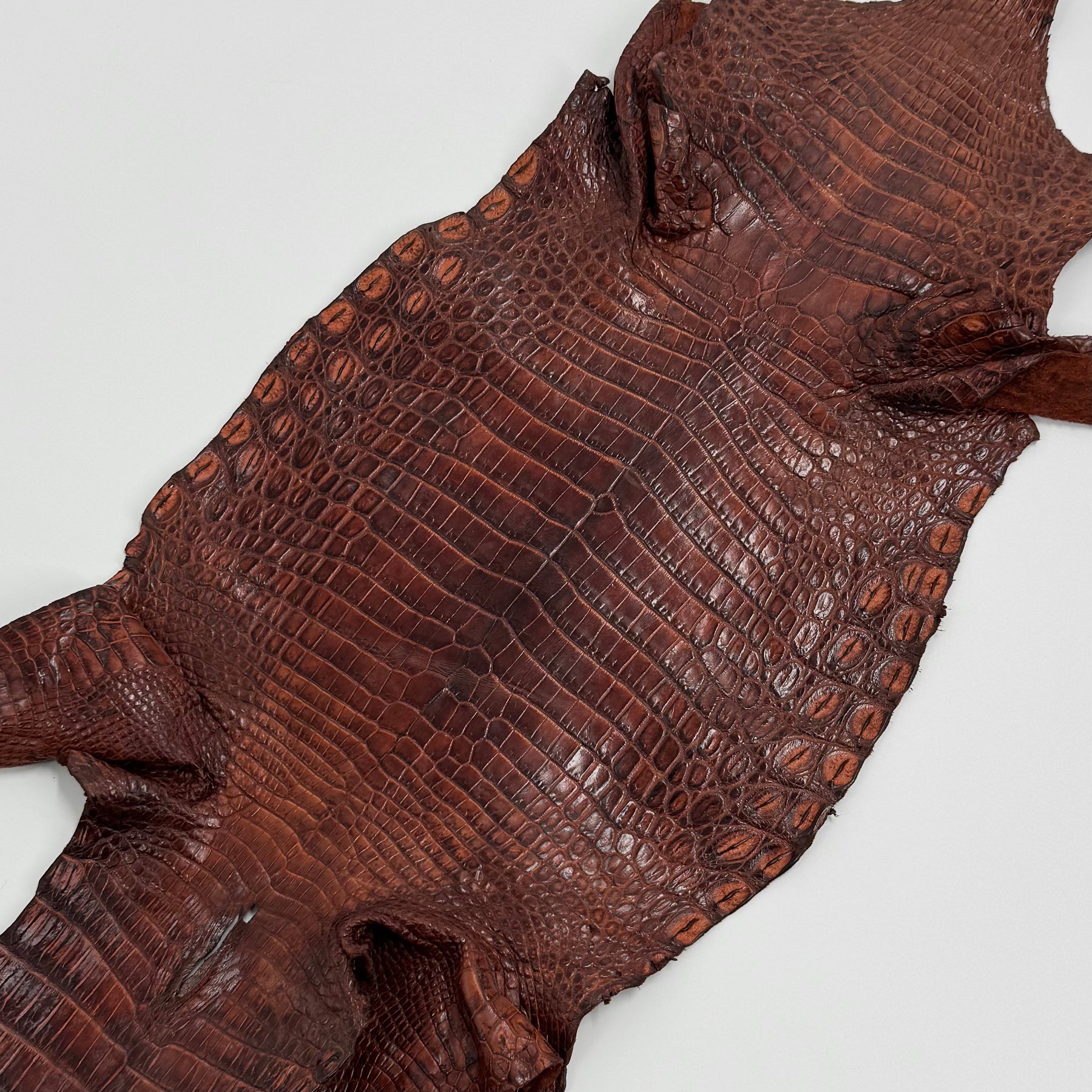 Buy 2, Get 20% OFF - Small Nile Crocodile - Only 4 available | SALE