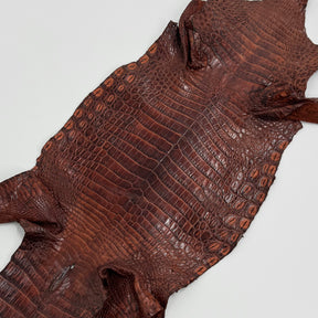 Buy 2, Get 20% OFF - Small Nile Crocodile - Only 4 available | SALE