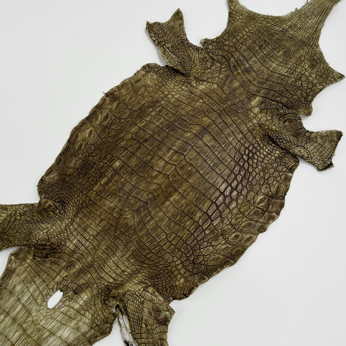 Buy 2, Get 20% OFF - Small Nile Crocodile - Only 4 available | SALE