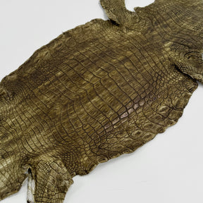 Buy 2, Get 20% OFF - Small Nile Crocodile - Only 4 available | SALE