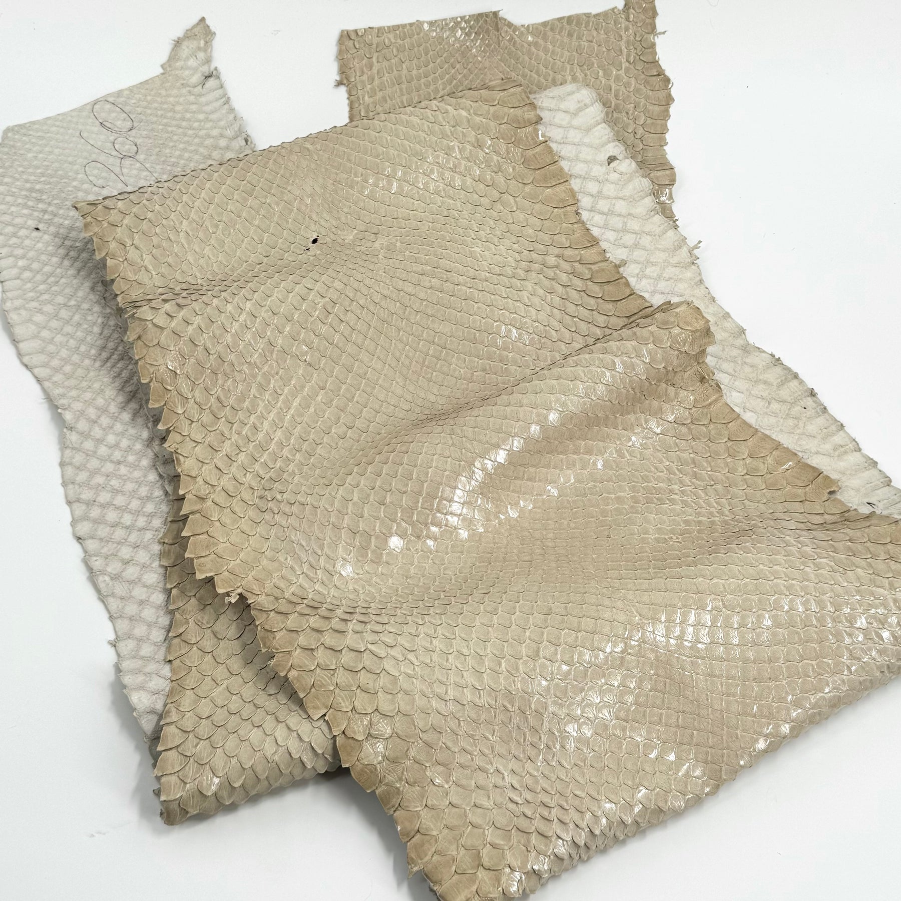EXTRA LARGE & Wide Front Cut Glazed Python - Only 3 Available | SALE