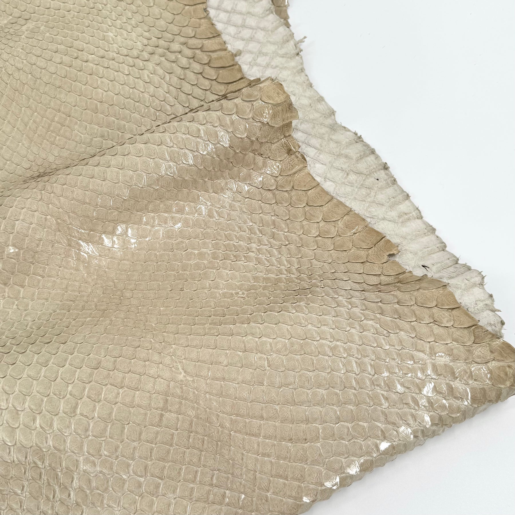 EXTRA LARGE & Wide Front Cut Glazed Python - Only 3 Available | SALE