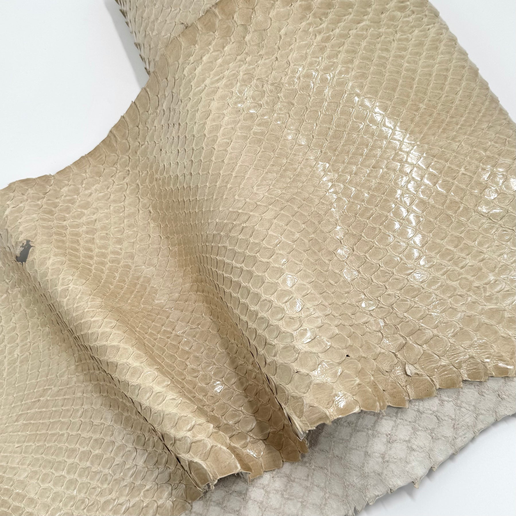 EXTRA LARGE & Wide Front Cut Glazed Python - Only 3 Available | SALE