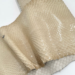 EXTRA LARGE & Wide Front Cut Glazed Python - Only 3 Available | SALE