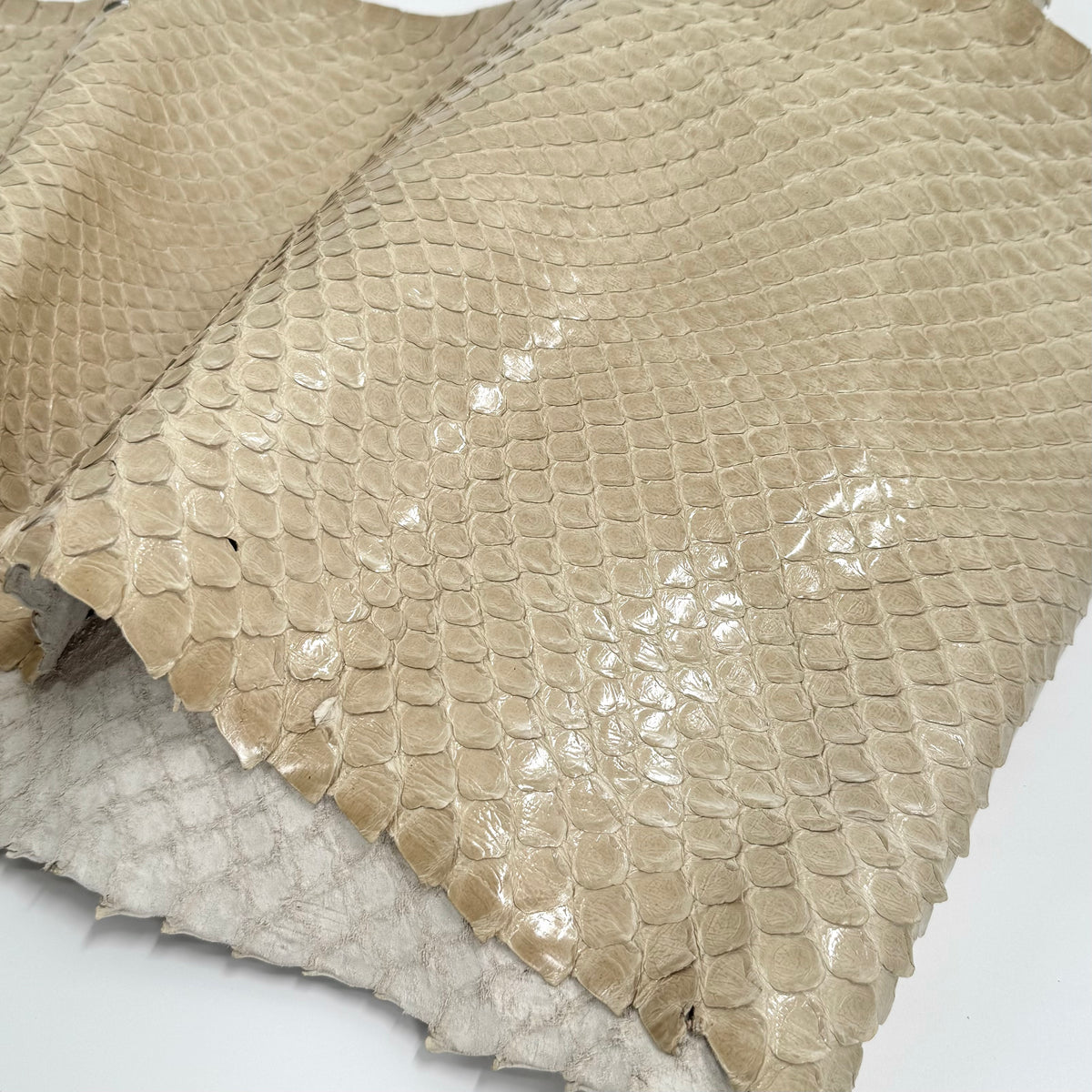 EXTRA LARGE & Wide Front Cut Glazed Python - Only 3 Available | SALE
