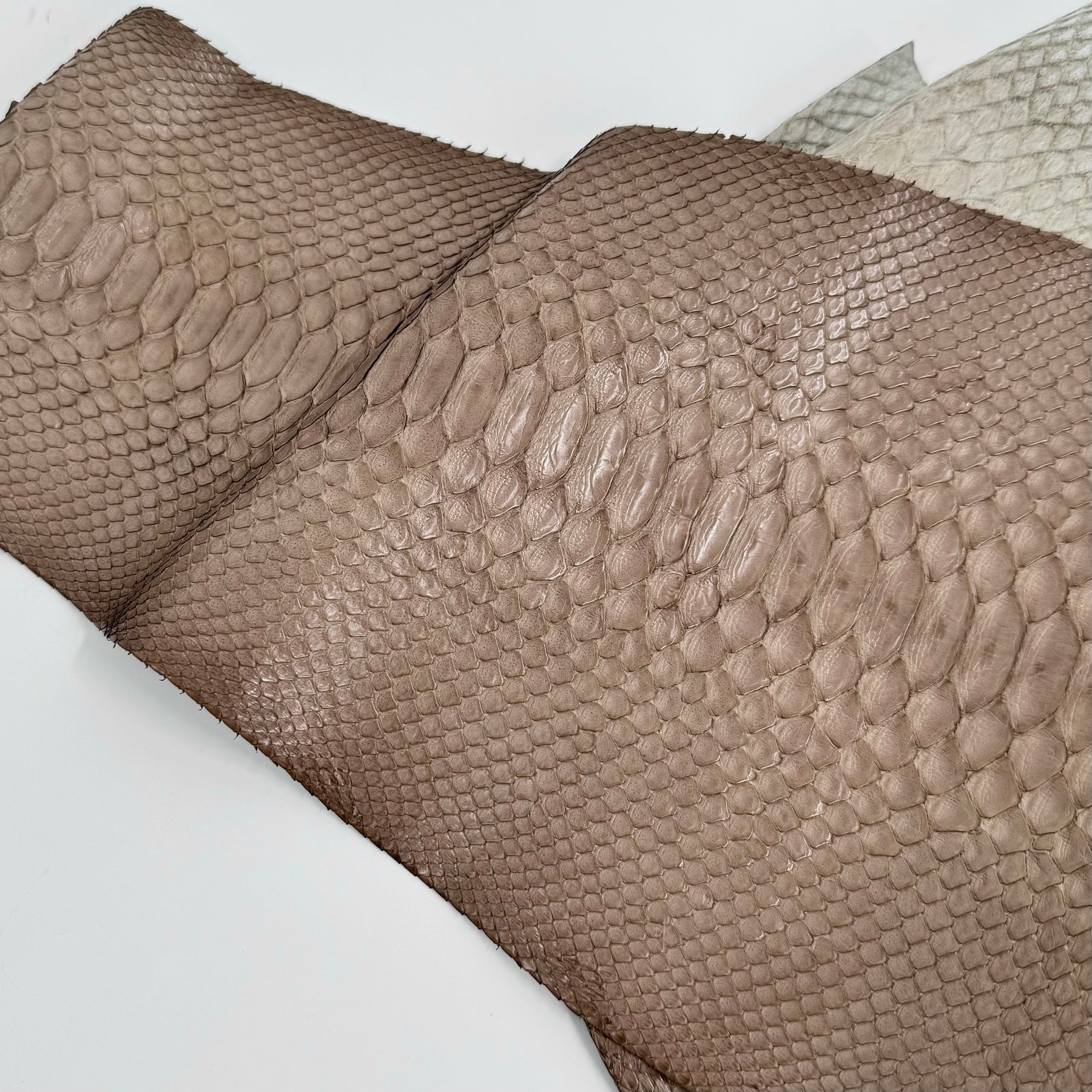 Taupe Python Cut - Only 1 Available | SALE