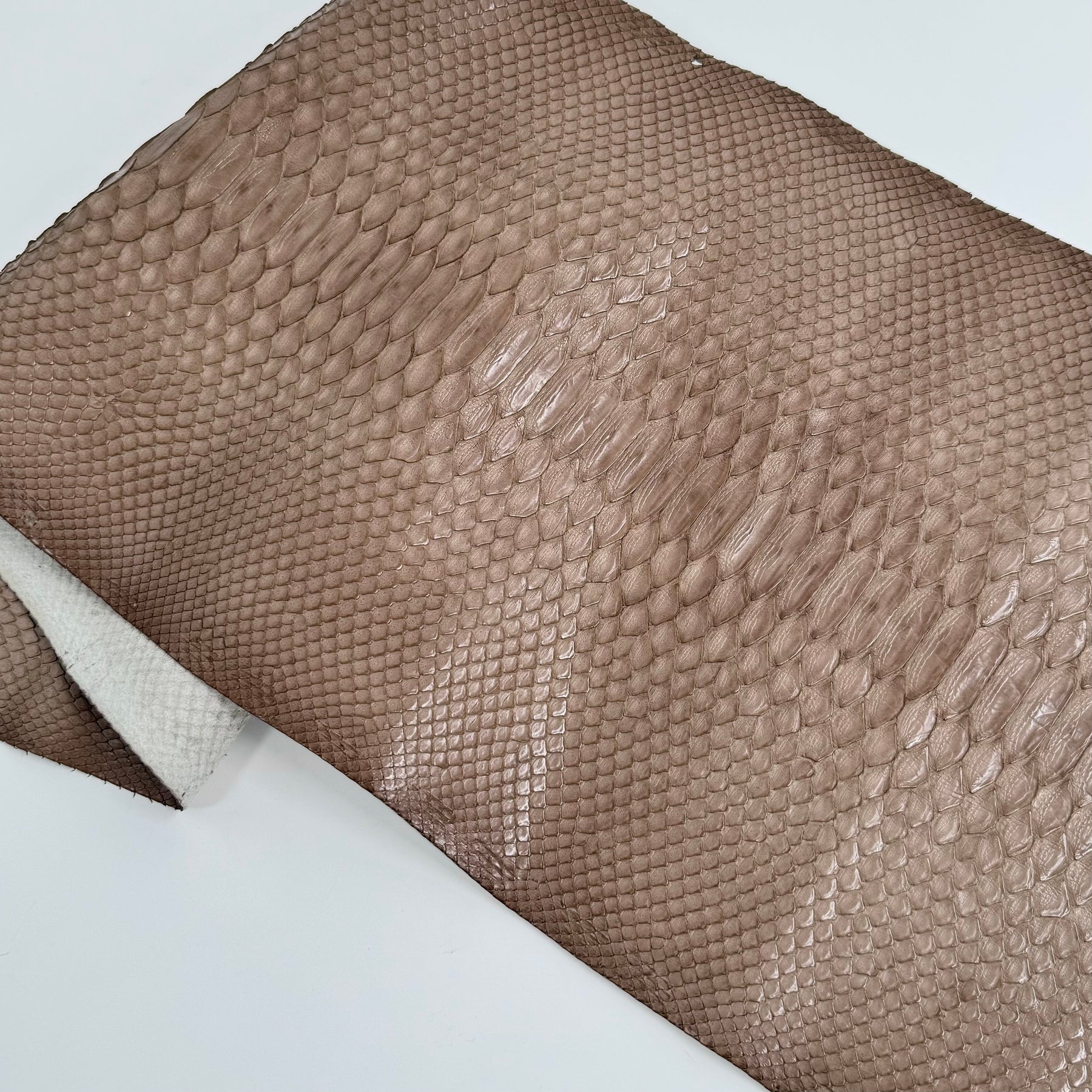 Taupe Python Cut - Only 1 Available | SALE