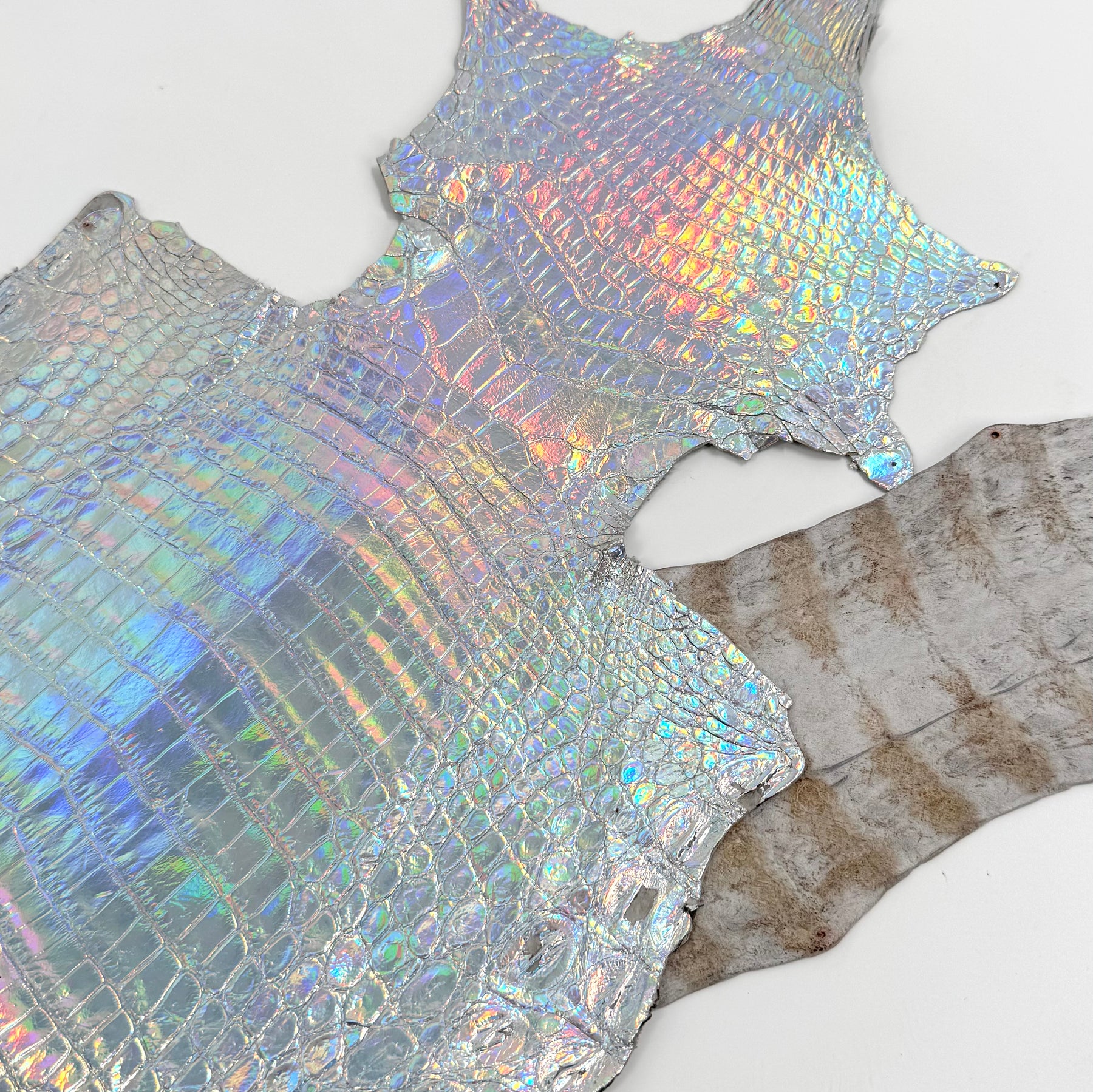 Holographic Foil Mini Nile Crocodile (23-26 cm) | Ships in 3-4 weeks