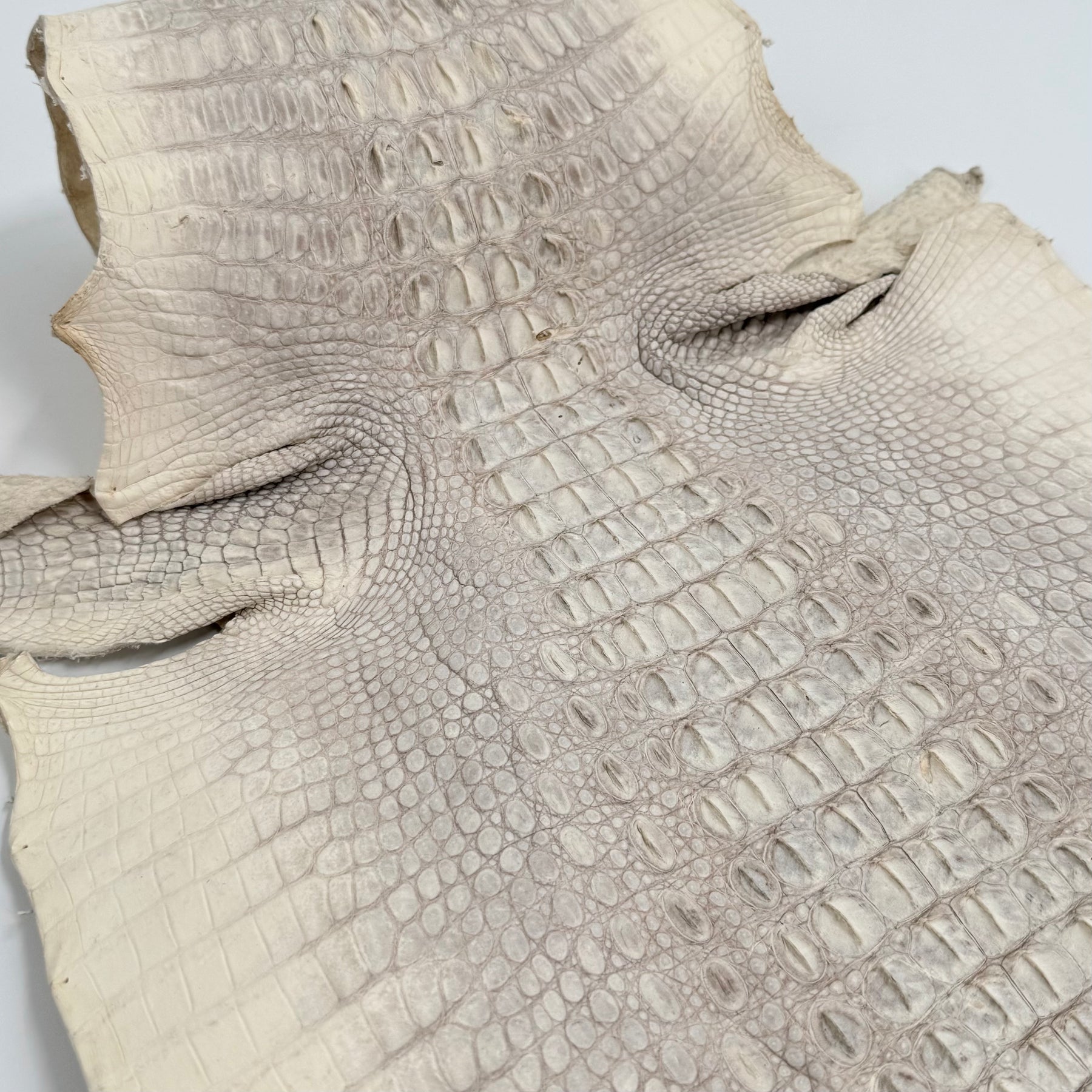 30% OFF Hornback Crocodile Undyed Crust - Only 1 available | SALE