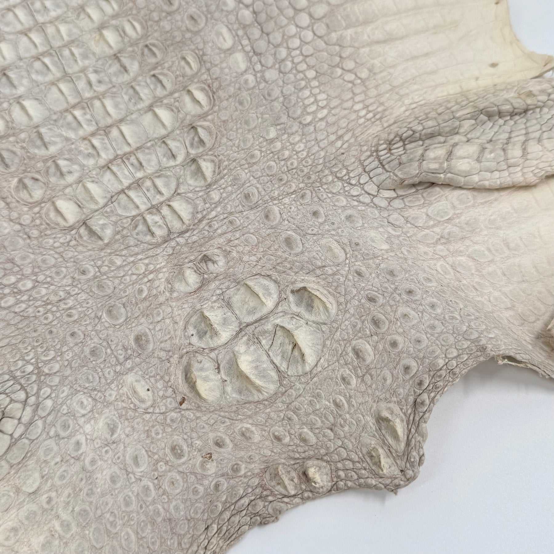 30% OFF Hornback Crocodile Undyed Crust - Only 1 available | SALE
