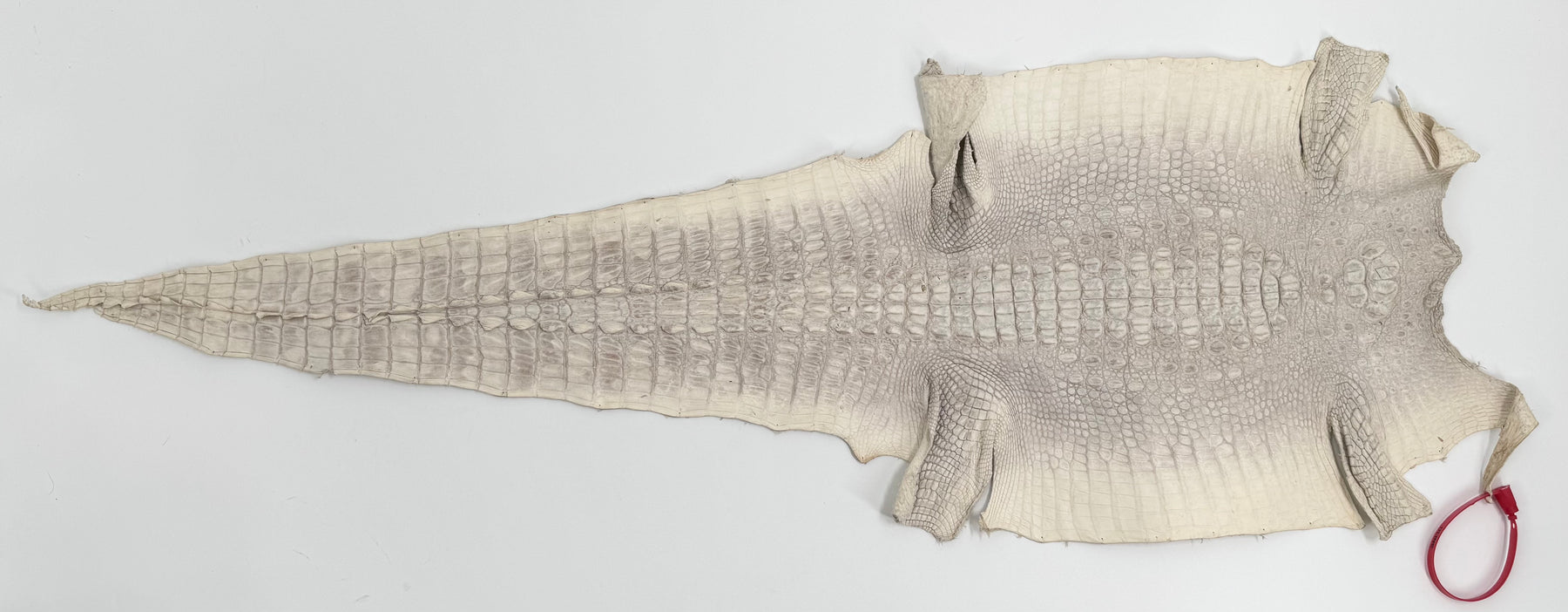 30% OFF Hornback Crocodile Undyed Crust - Only 1 available | SALE