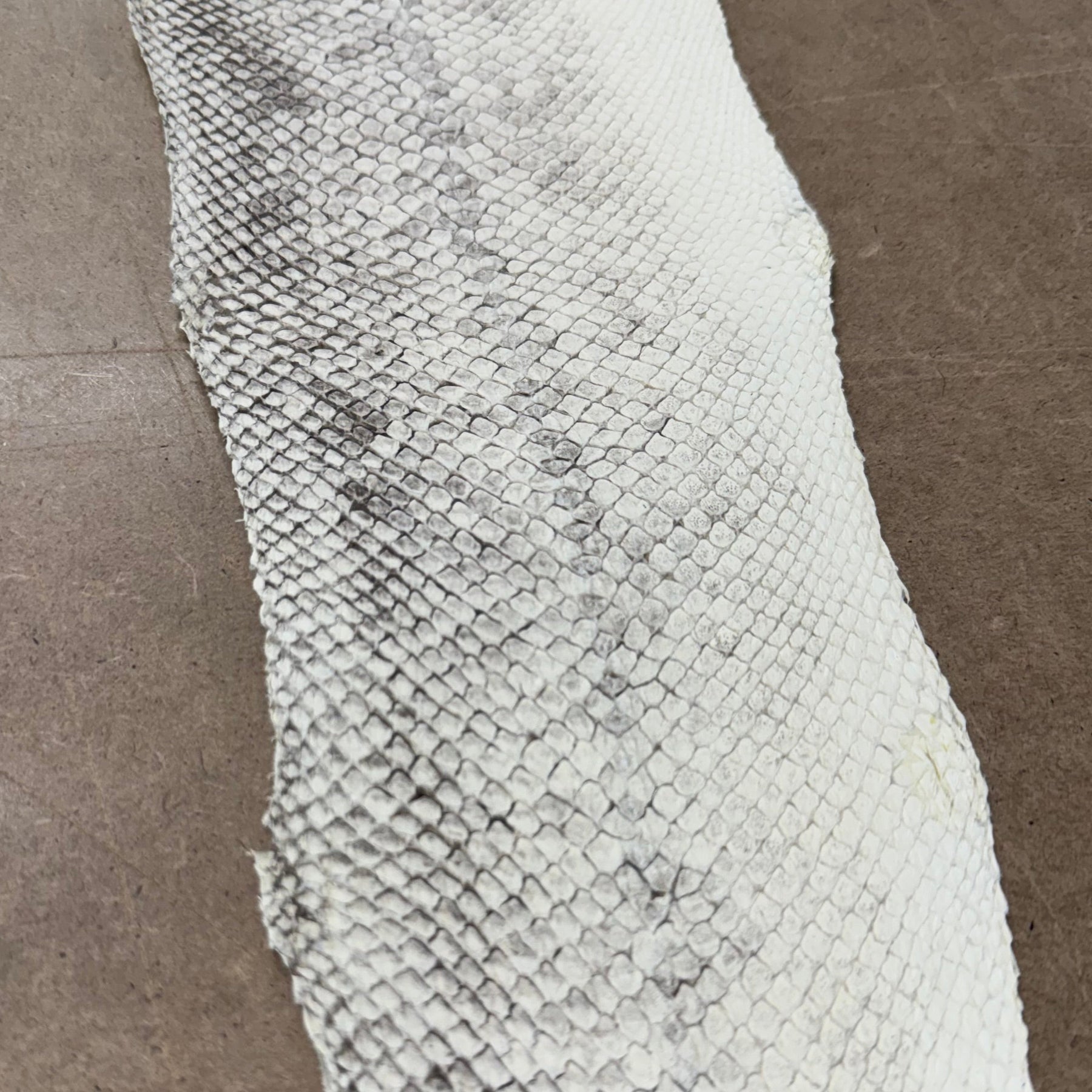 White Salmon Skin Leather Closed Scales