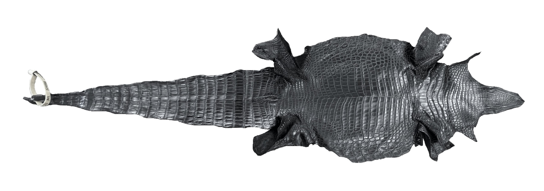 Nile Crocodile Black | 29 cm