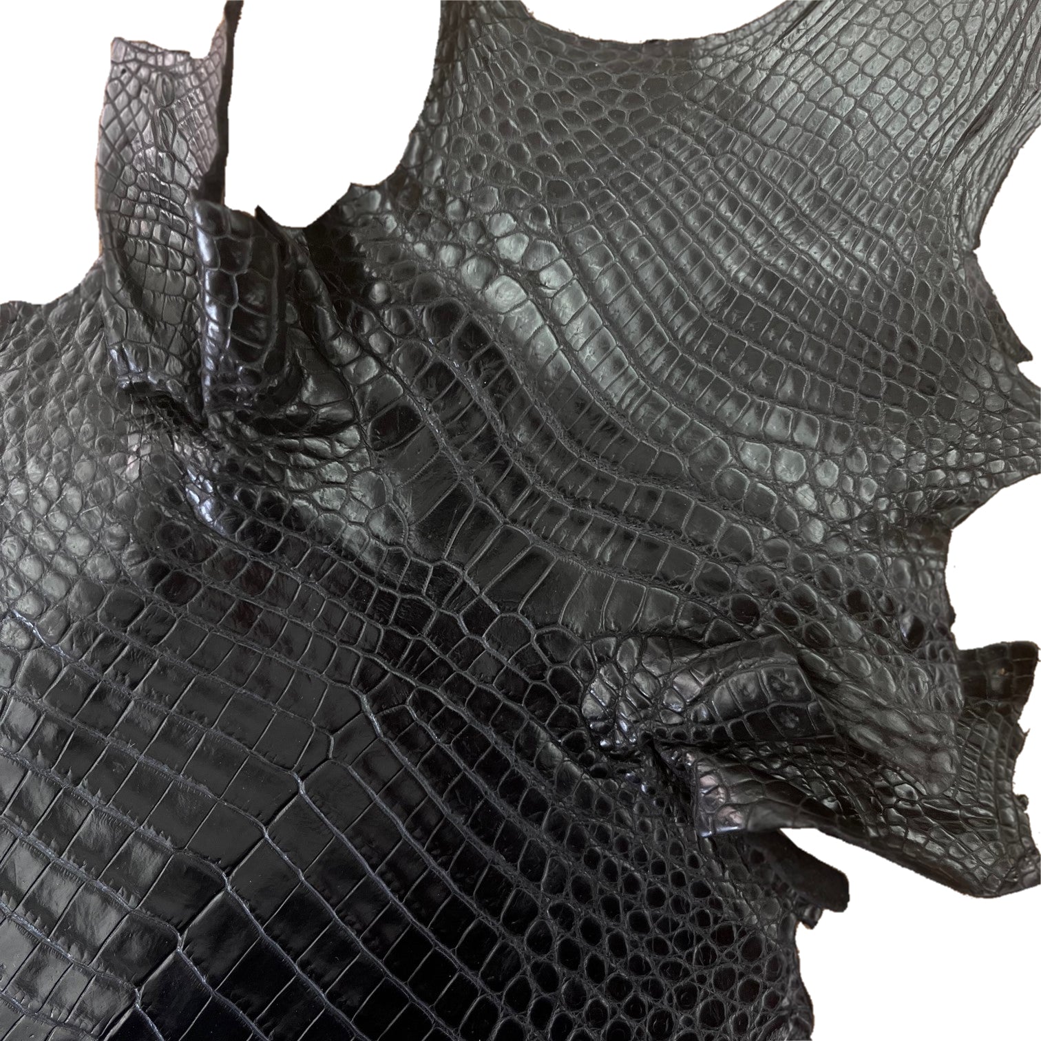 Nile Crocodile Black | 25-30 cm