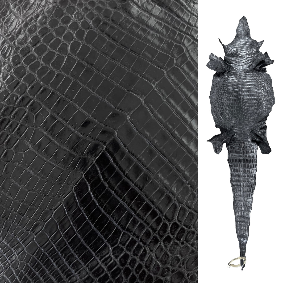 Nile Crocodile Black | 25-30 cm