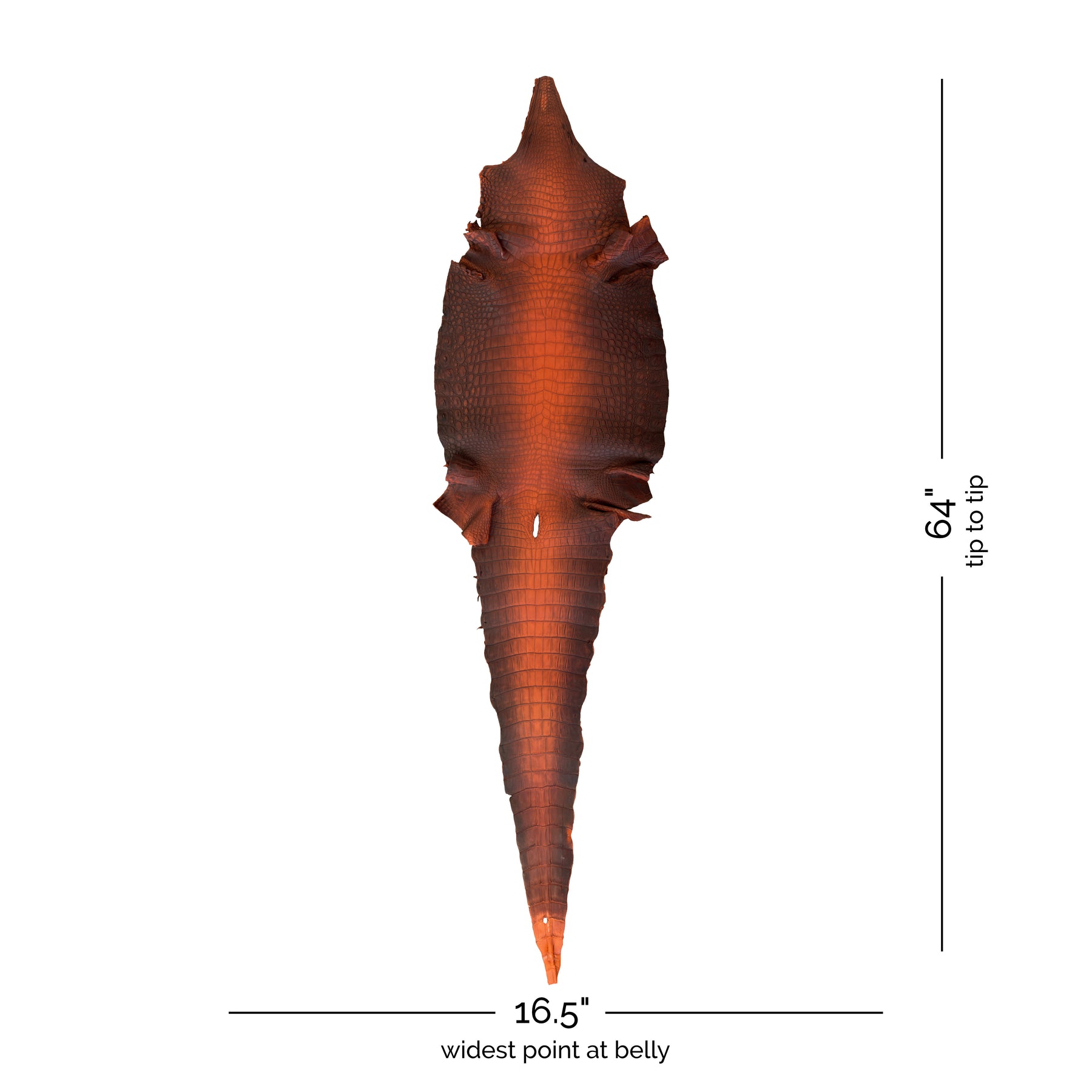 American Alligator Blood Orange | 42 cm