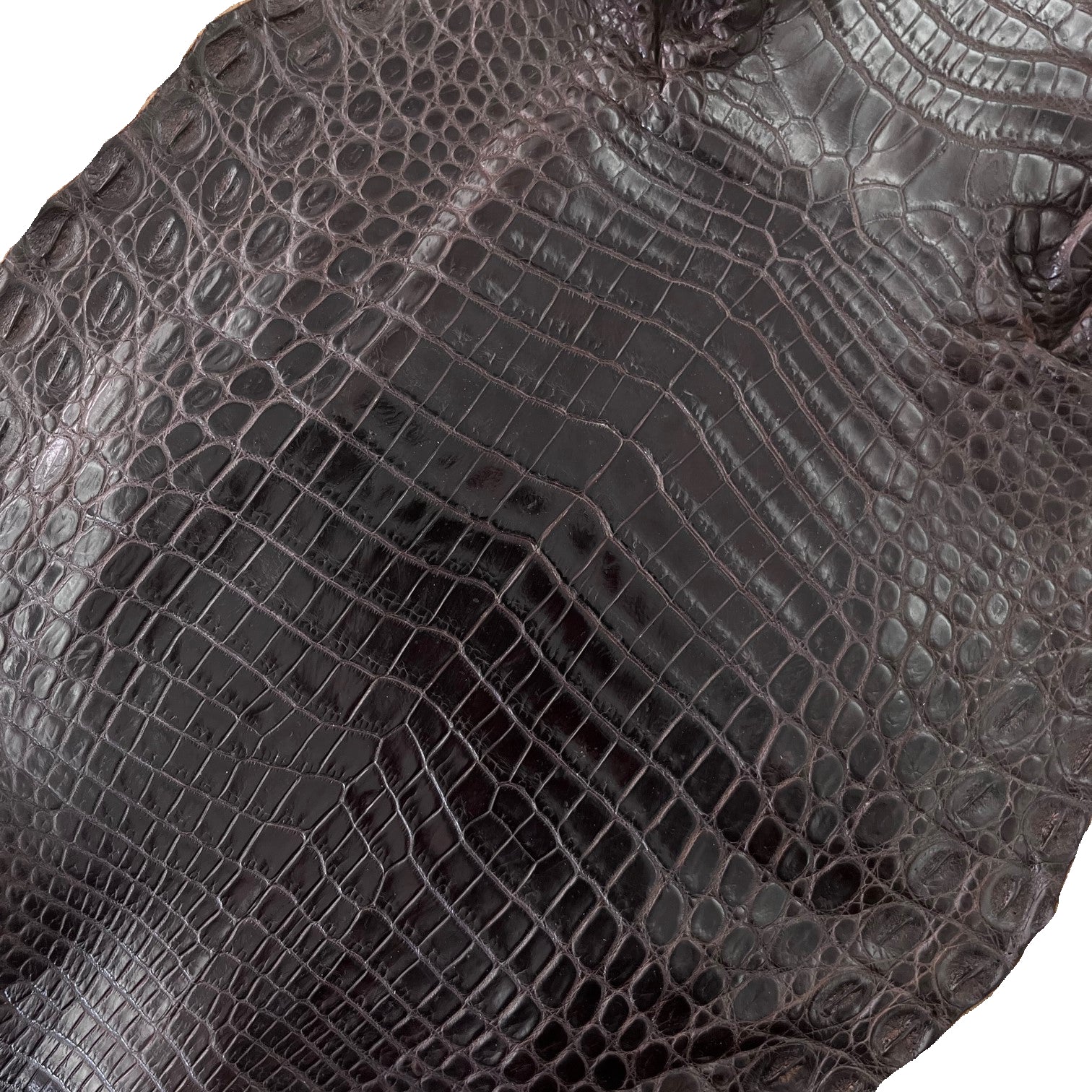 Nile Crocodile Brown | 28 cm