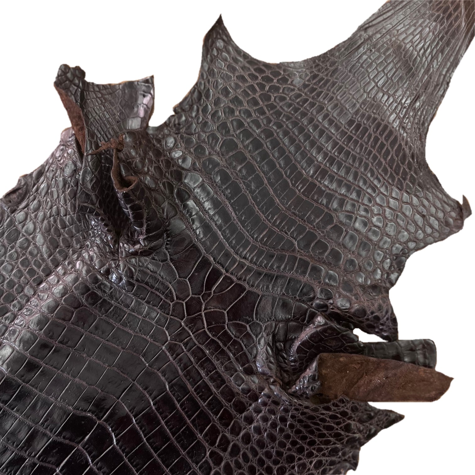 Nile Crocodile Brown | 28 cm
