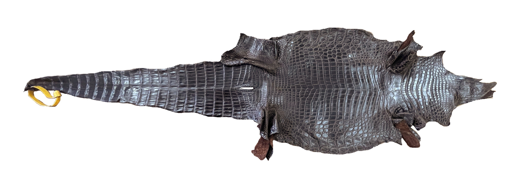 Nile Crocodile Brown | 28 cm