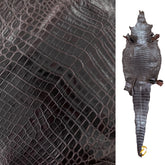 Nile Crocodile Brown | 28 cm