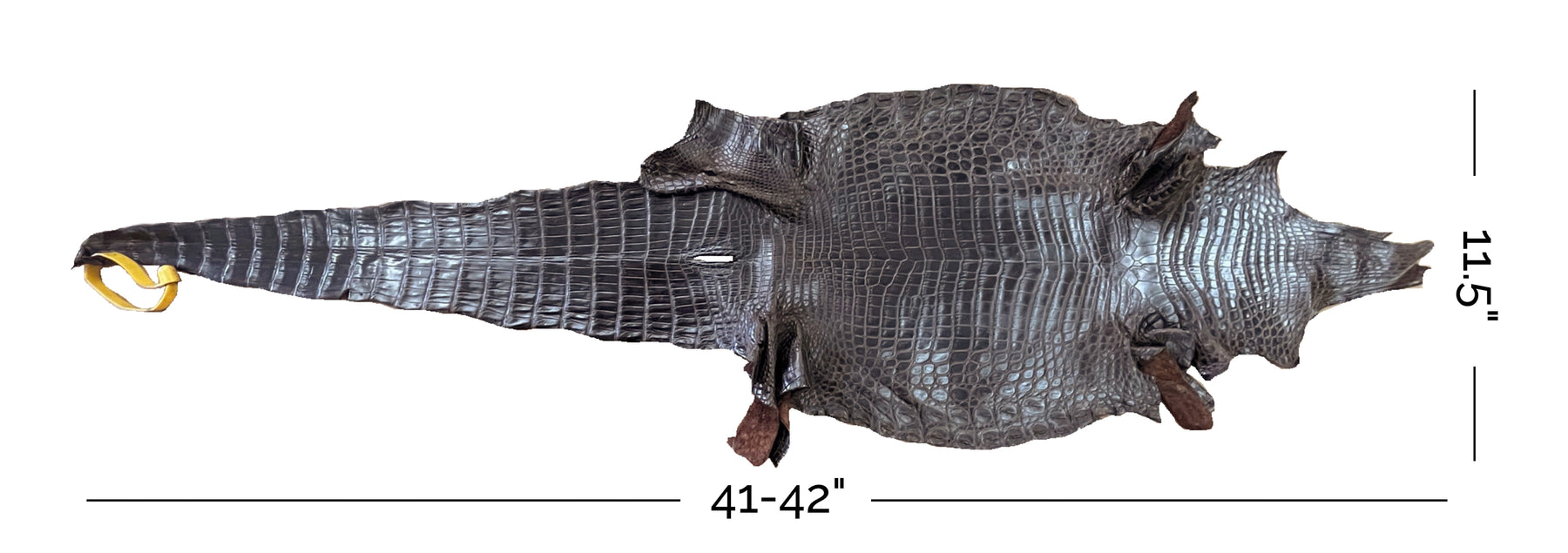 Nile Crocodile Brown | 28 cm