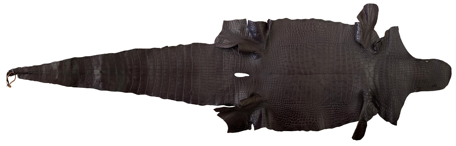 Wild American Alligator Dark Brown | 56 cm