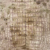 Caiman Crocodile | Moss Quartz | Full Skin
