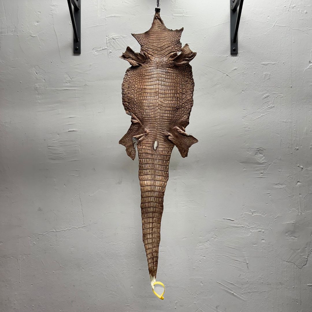 Hand Painted Nile Crocodile | Cuir | 24 cm