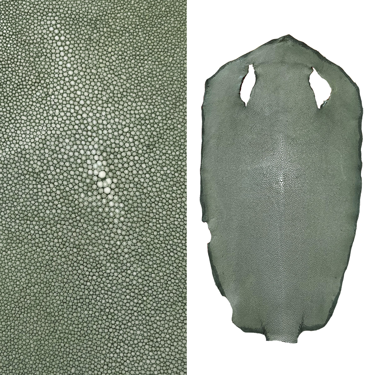 Sanded Stingray/Shagreen Genuine Skin | Olive | 12"