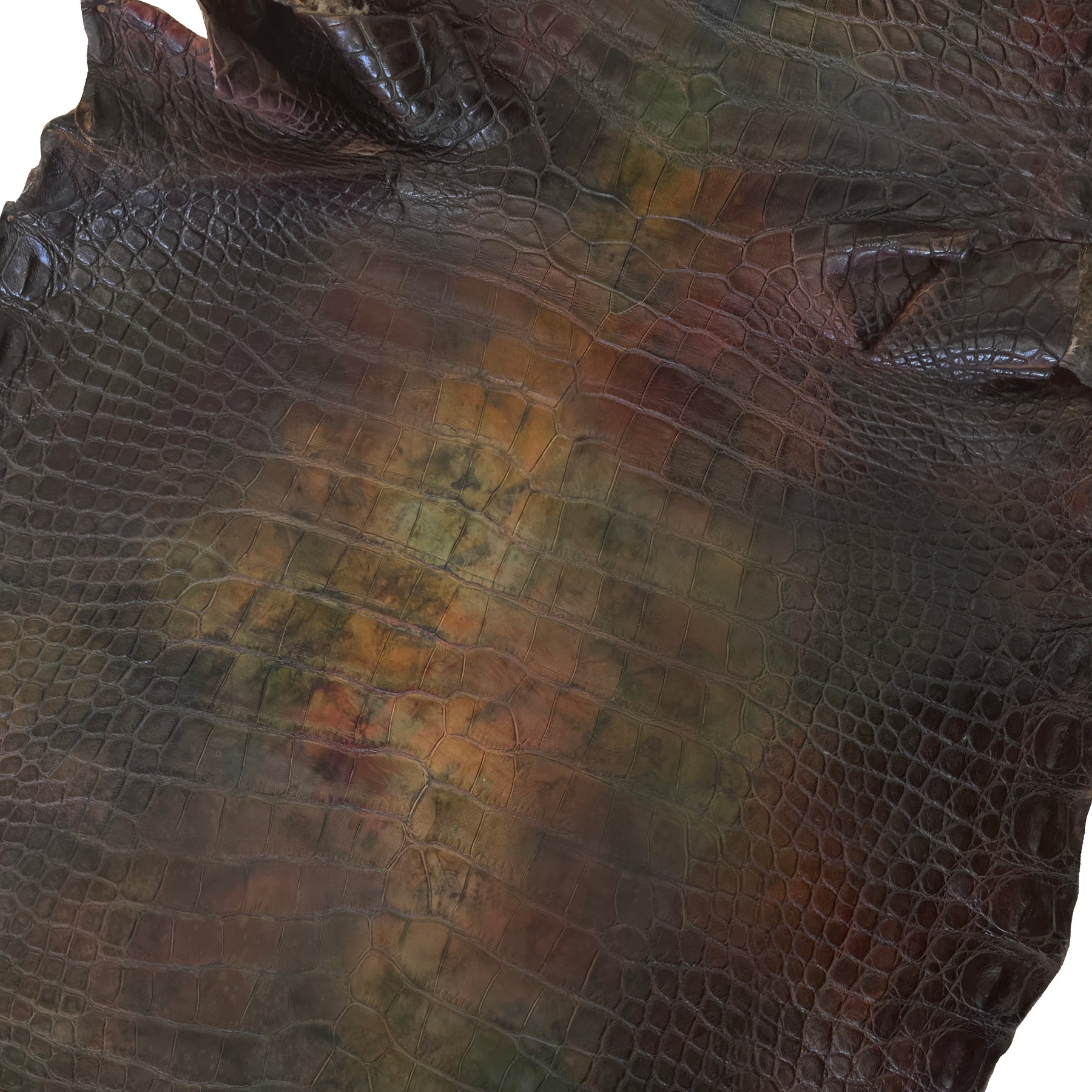 American Alligator Hand-Painted Forest | 37 cm